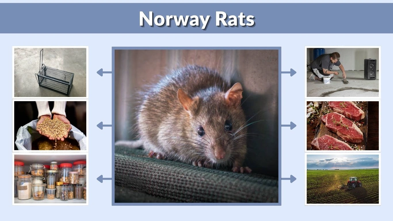 Black and White Rat Guide: Types, Identification, and Care