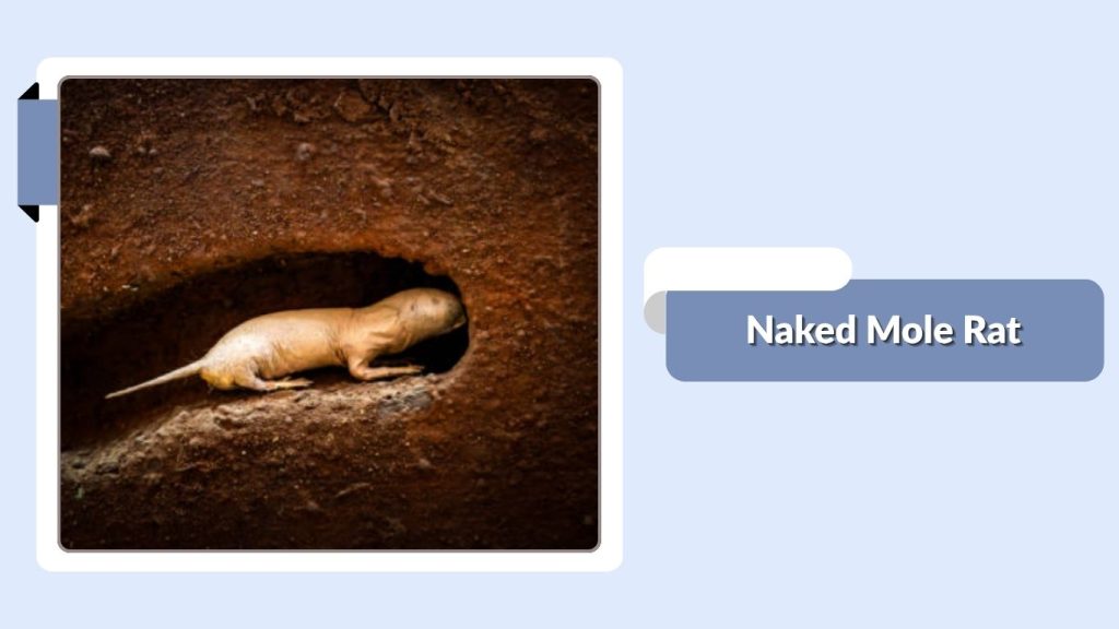  Naked Mole Rat