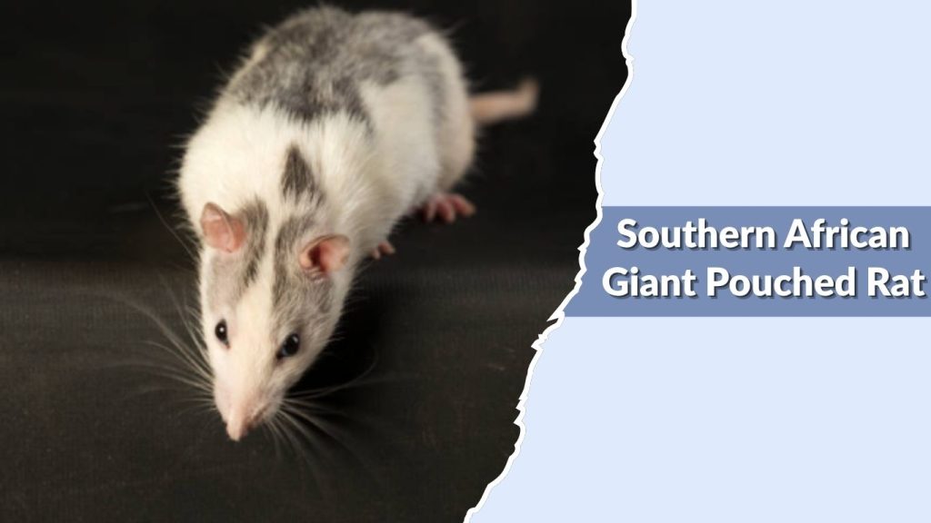 Southern African Giant Pouched Rat