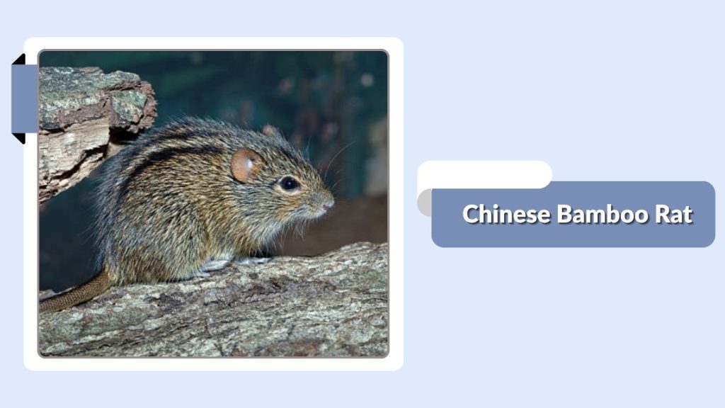 Chinese Bamboo Rat