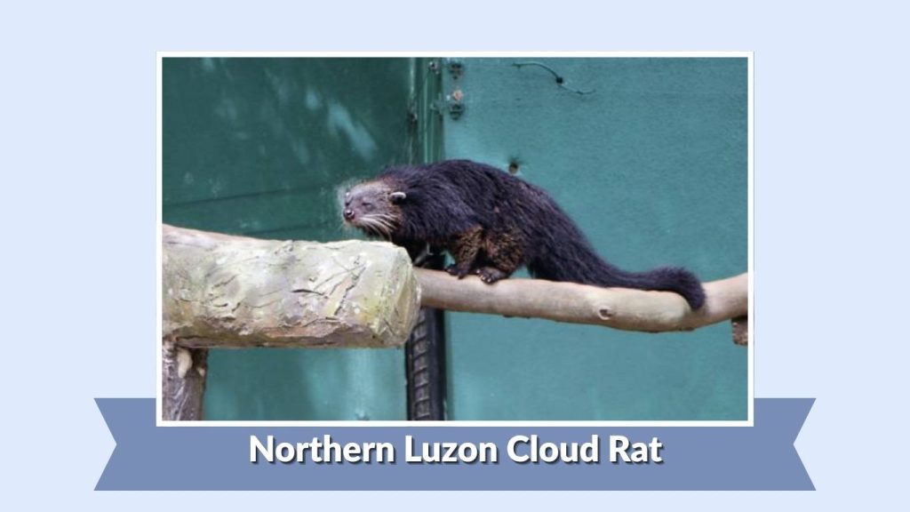 Northern Luzon Cloud Rat