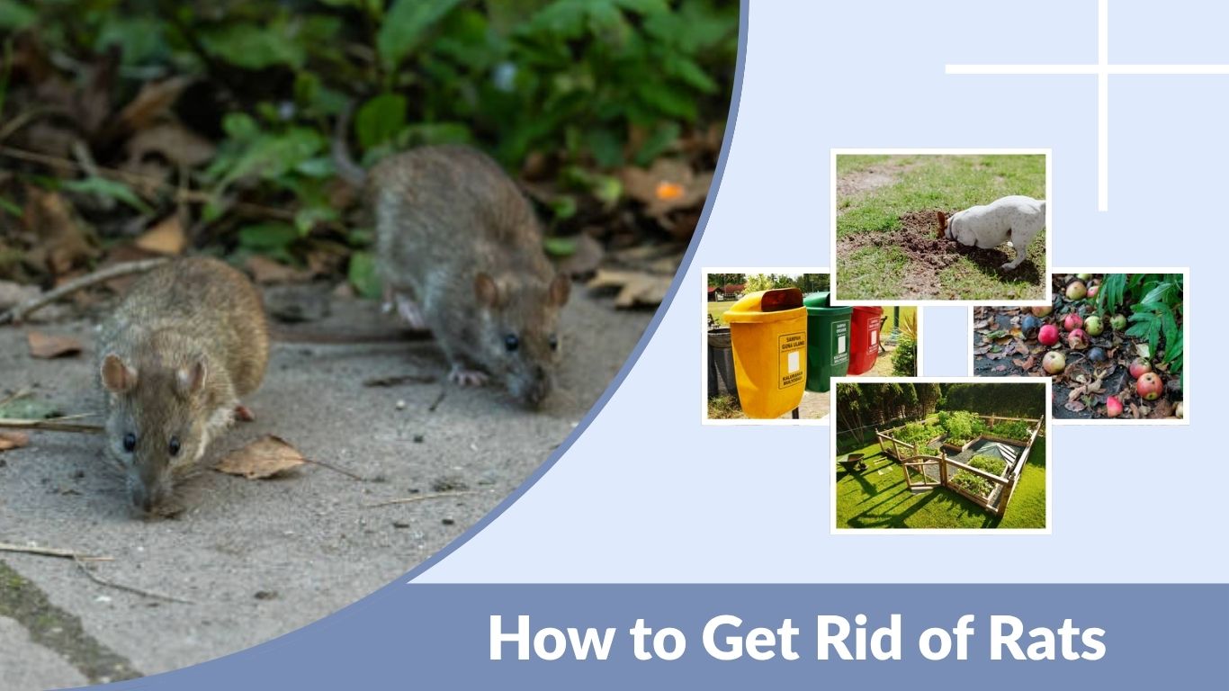 How to Get Rid of Rats in the Garden Naturally, Safely, and Fast