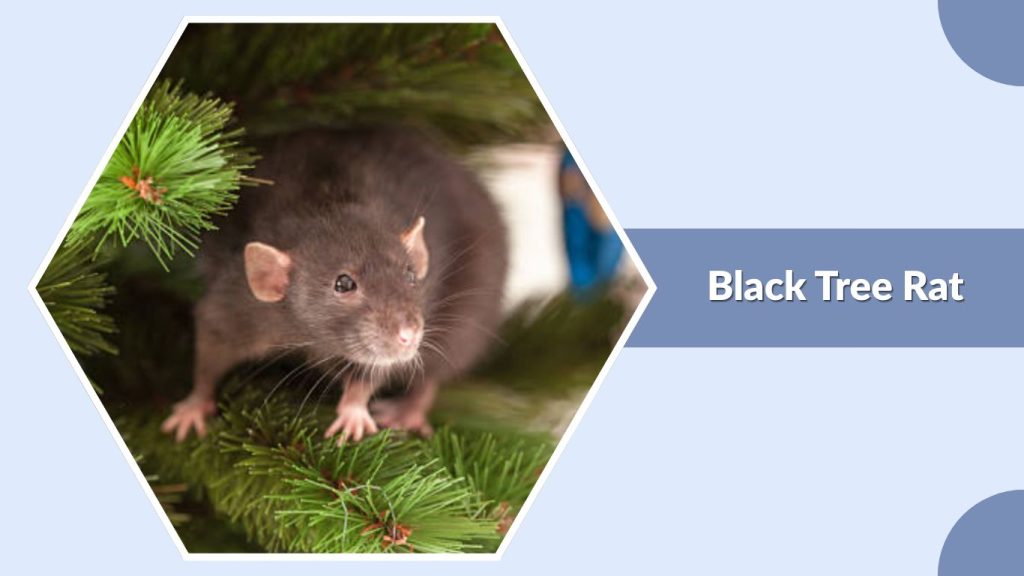 Black Tree Rat