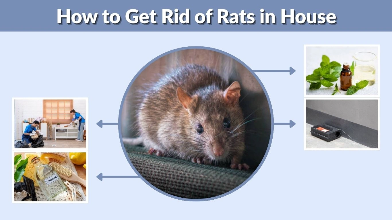 How to Get Rid of Rats in House Step by Step Guide
