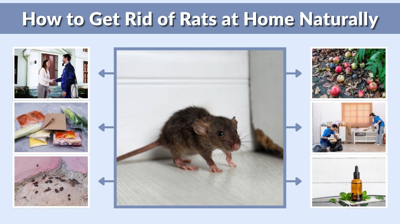 How to Get Rid of Rats at Home Naturally: Step-by-Step Guide