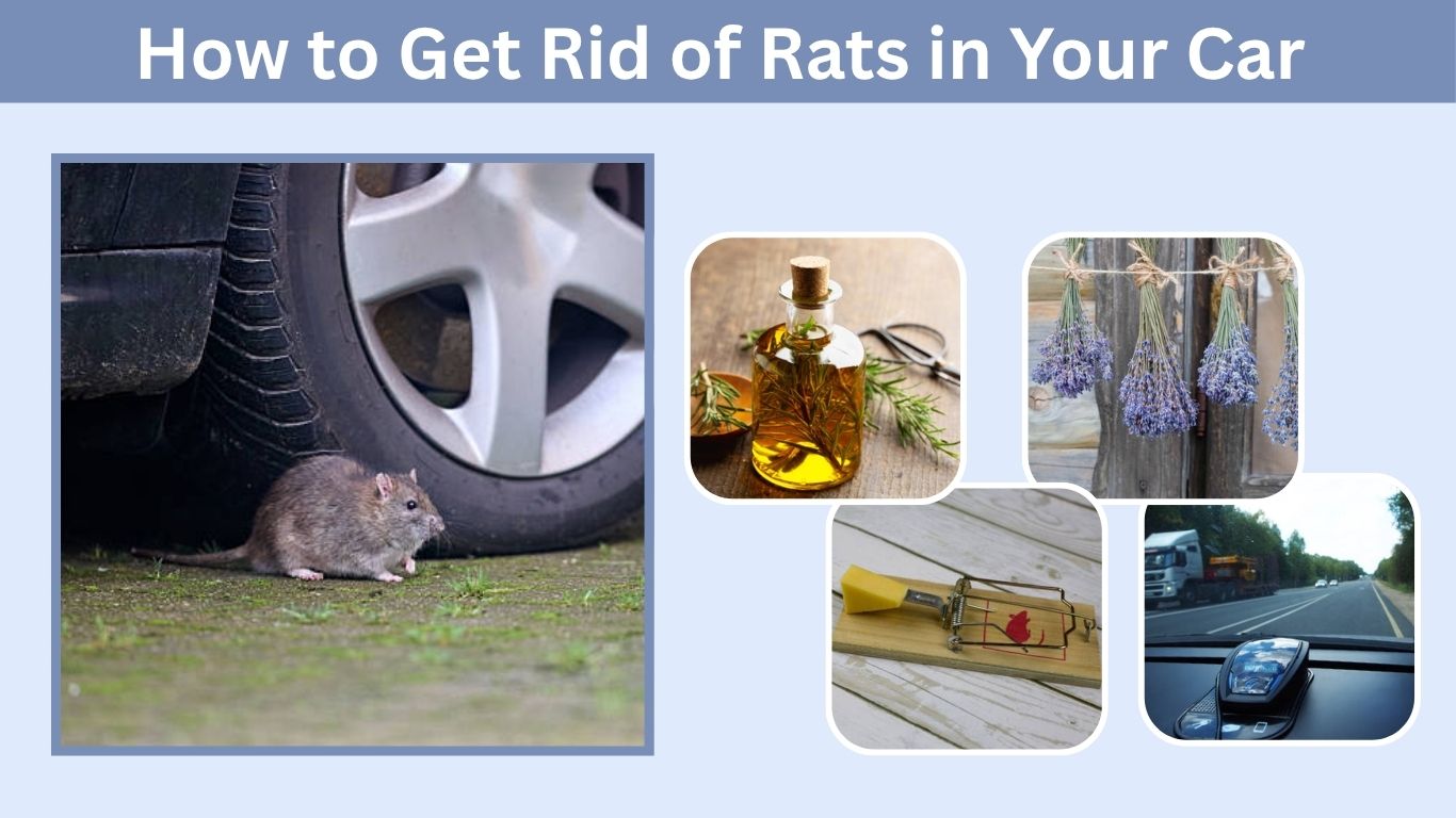 How to Get Rid of Rats in Your Car Naturally: Effective Tips