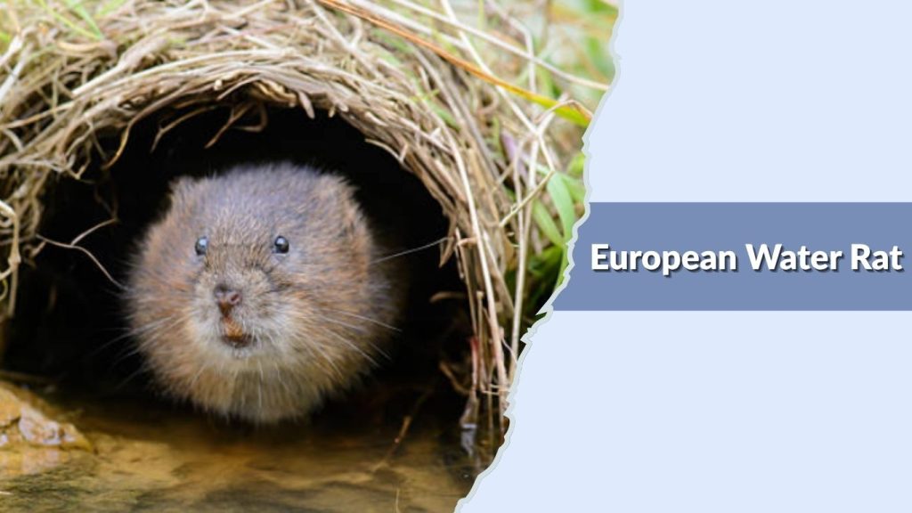 European Water Rat