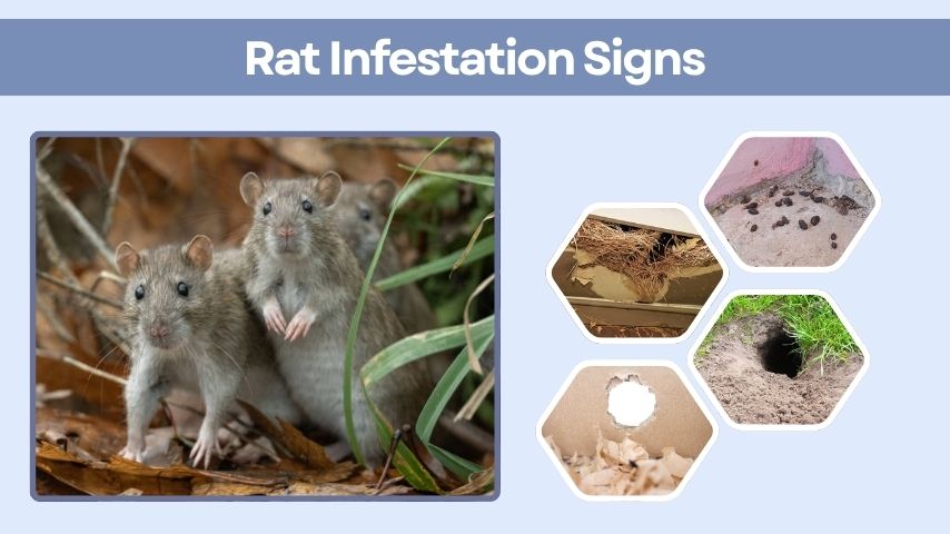 9 Rat Infestation Signs: How to Spot and Prevent Them Early