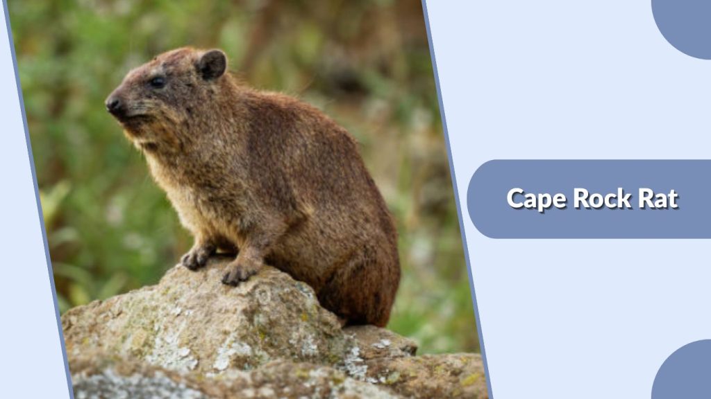  Cape Rock Rat