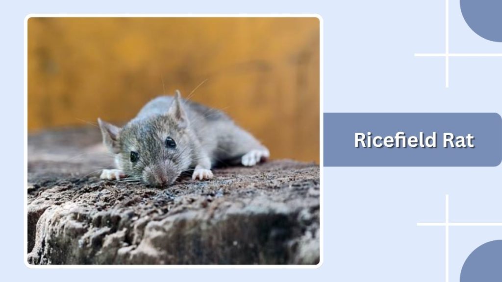 Ricefield Rat