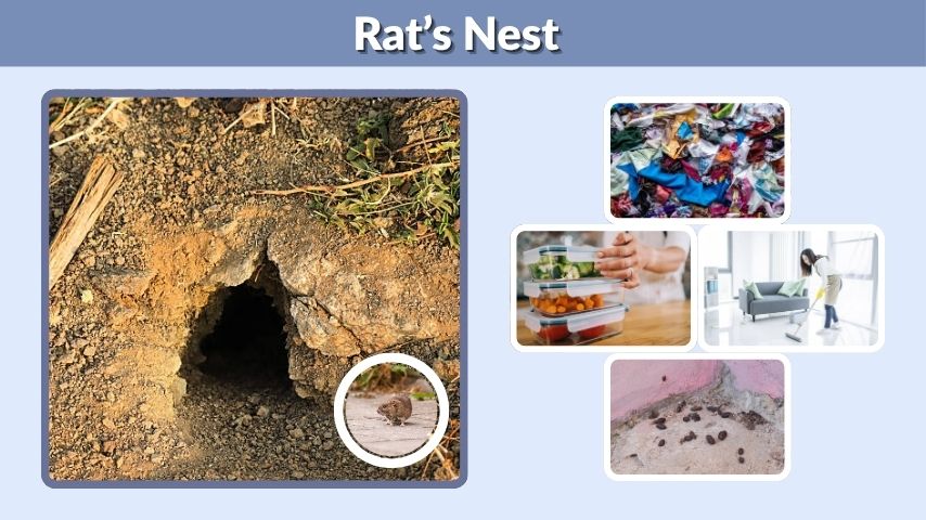 What a Rat’s Nest Looks Like: Complete Identification Guide