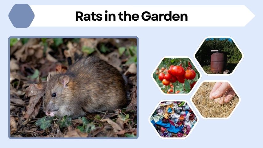 Rats in the Garden: Signs, Nests and Control Tips