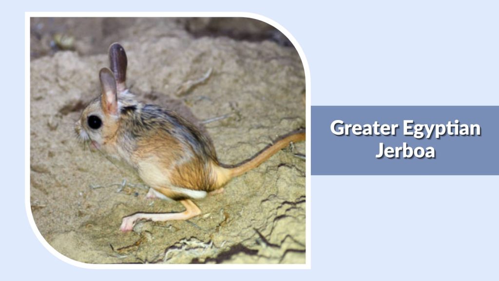  Greater Egyptian Jerboa