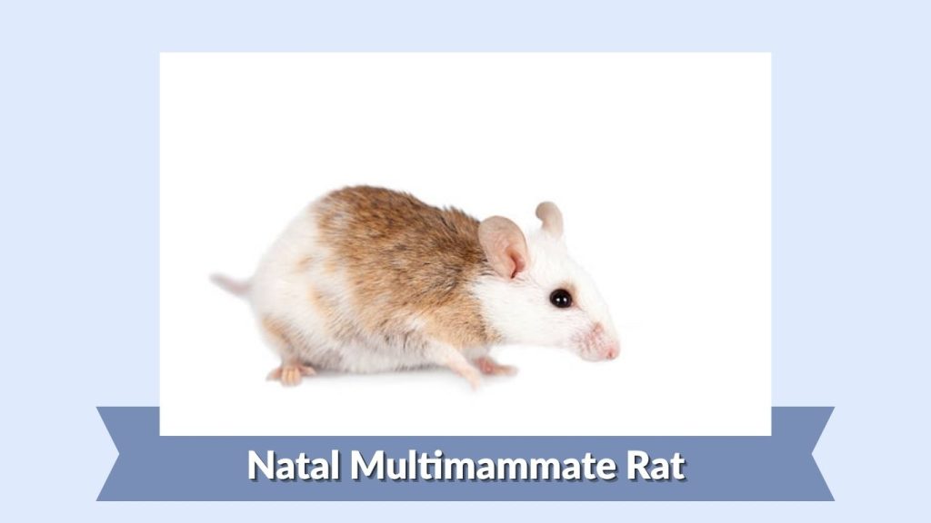 Natal Multimammate Rat