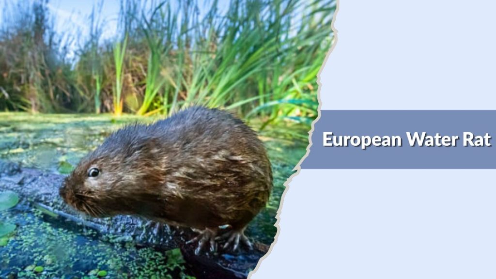 European Water Rat