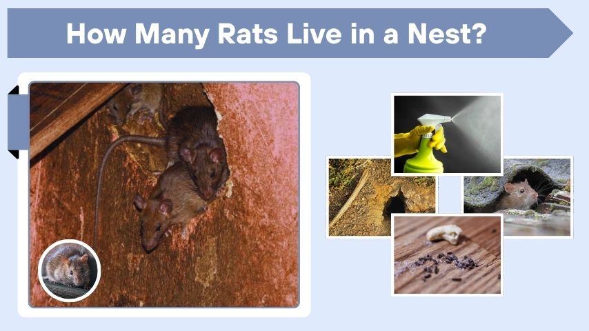 How Many Rats Live in a Nest? Complete Rat Guide