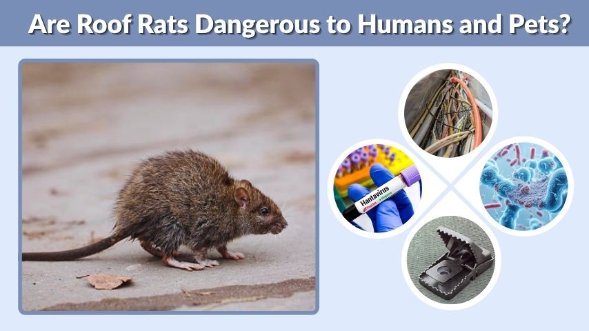 Are Roof Rats Dangerous to Humans and Pets?