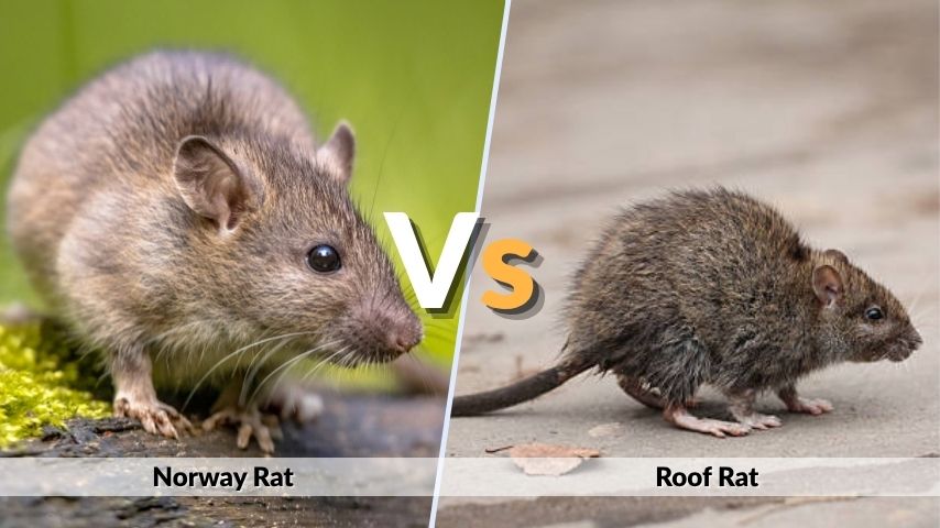 Norway Rat vs Roof Rat: Size, Habitat, and Behavior
