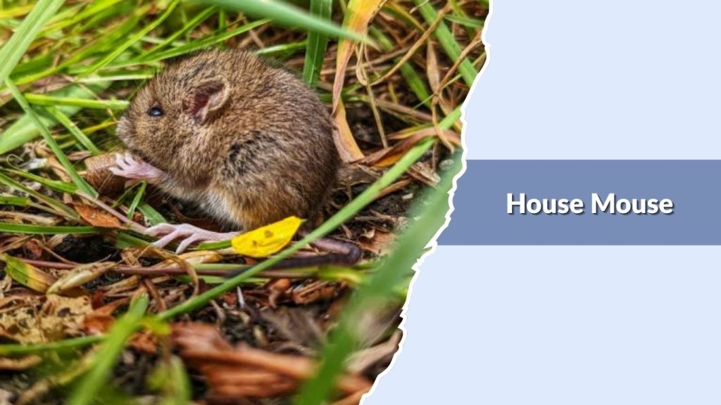 House Mouse