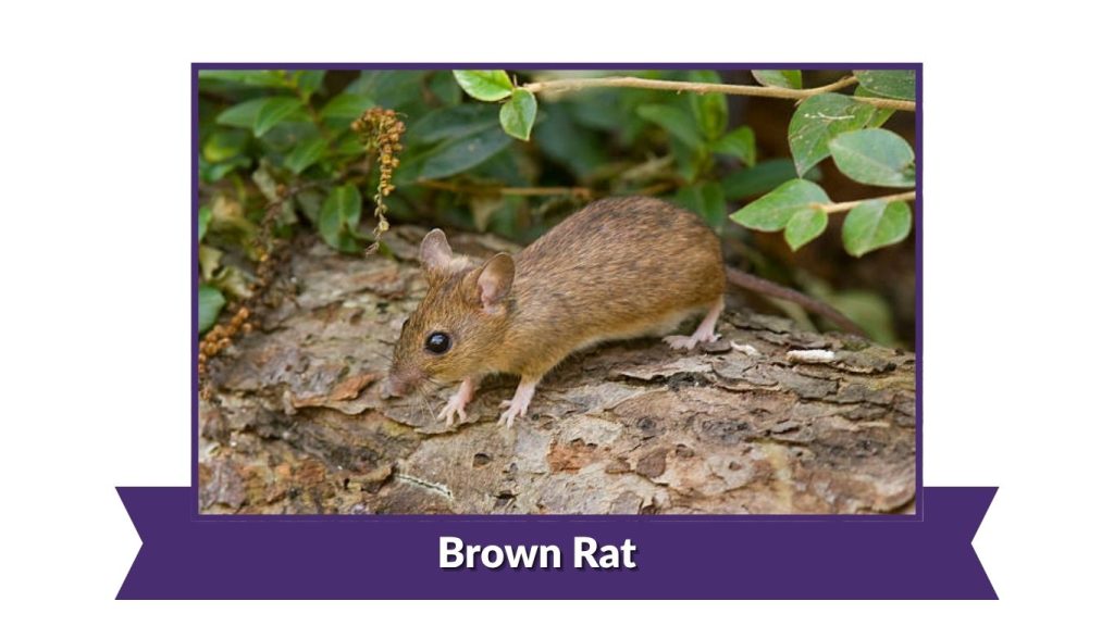 Brown Rat
