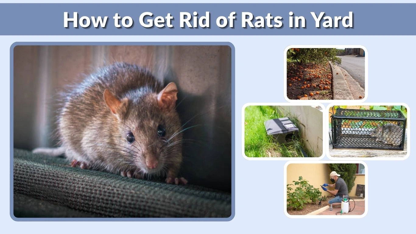 How to Get Rid of Rats in Yard: Signs, Prevention & Best Removal Methods