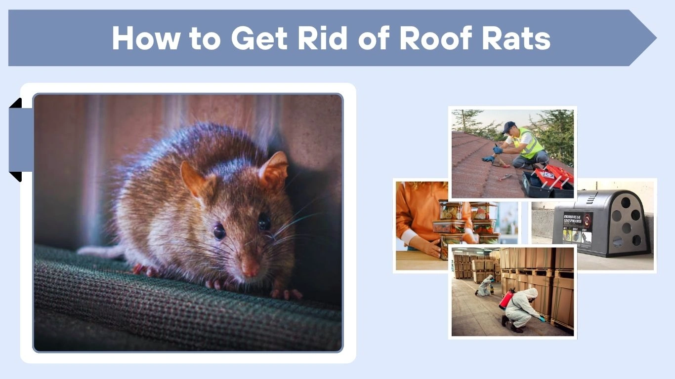 How to Get Rid of Roof Rats Fast and Permanently