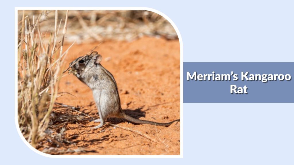 Merriam’s Kangaroo Rat