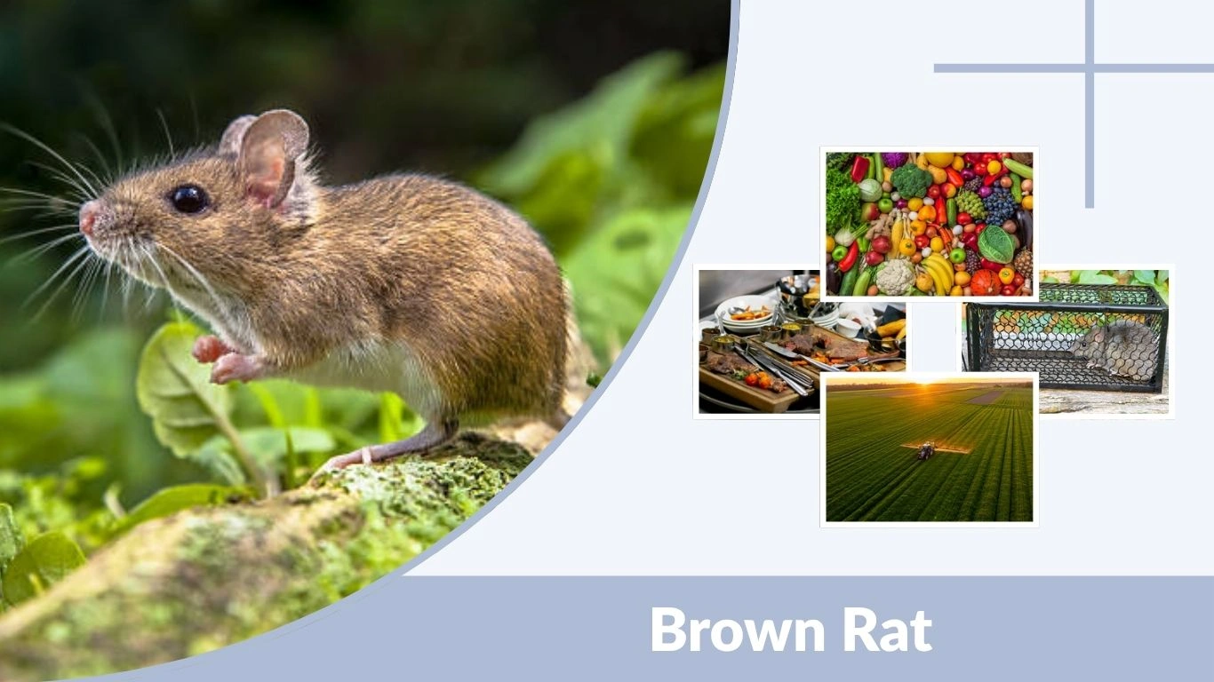 Brown Rat: Identification, Habitat, Behavior & Control Guide 