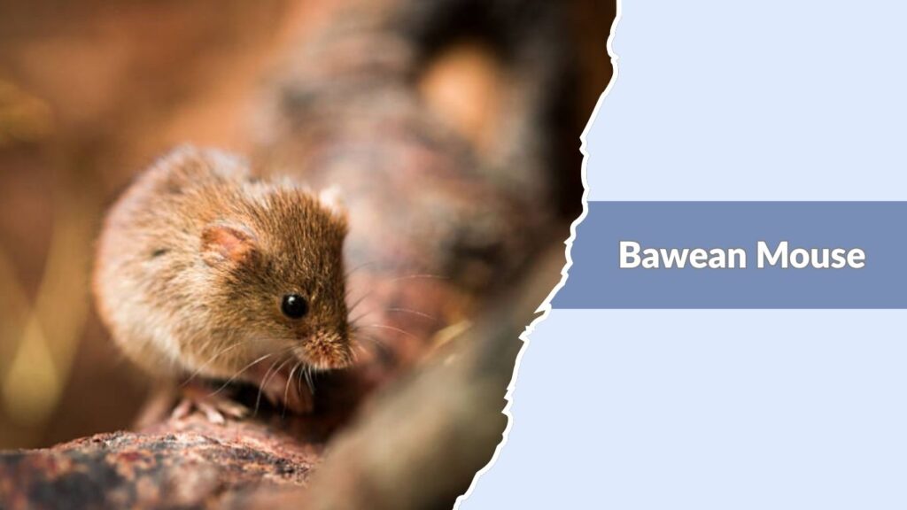 Bawean Mouse