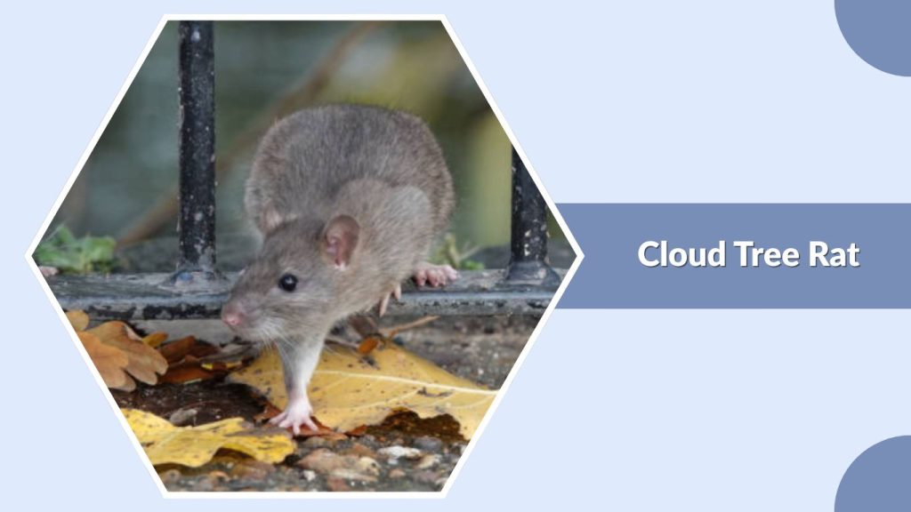Cloud Tree Rat