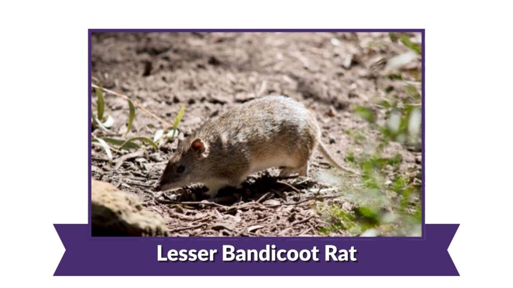 Lesser Bandicoot Rat