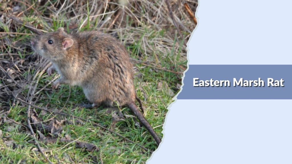 Eastern Marsh Rat