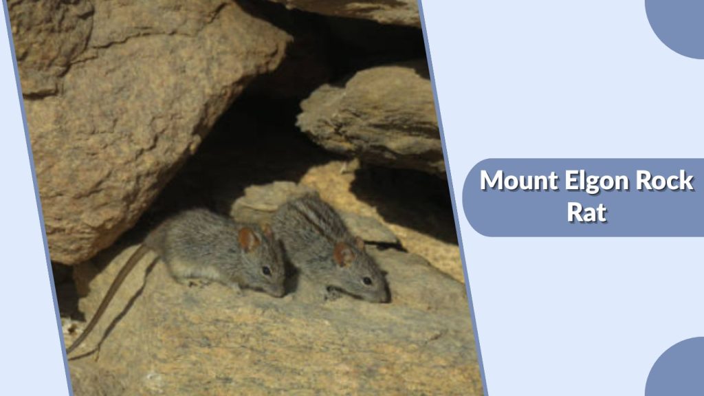 Mount Elgon Rock Rat