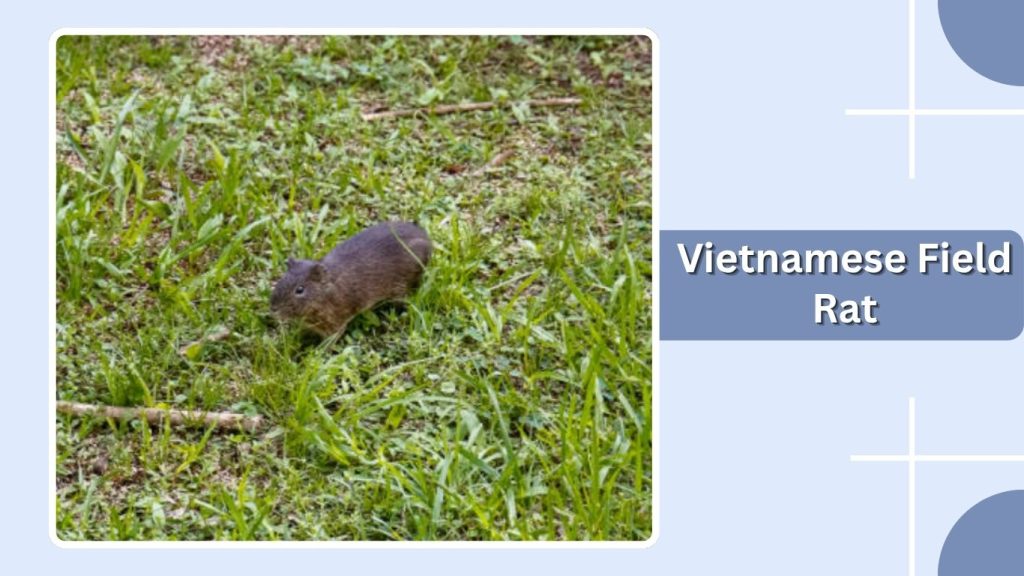 Vietnamese Field Rat