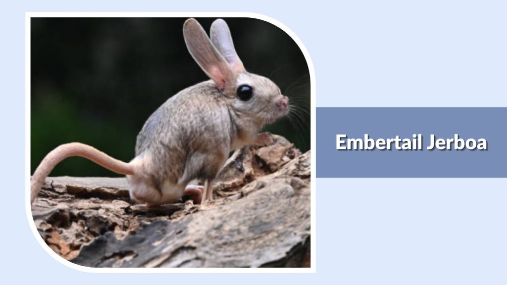 Embertail Jerboa