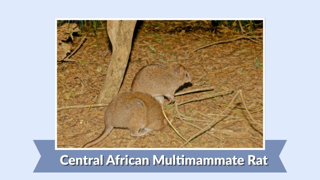 Central African Multimammate Rat