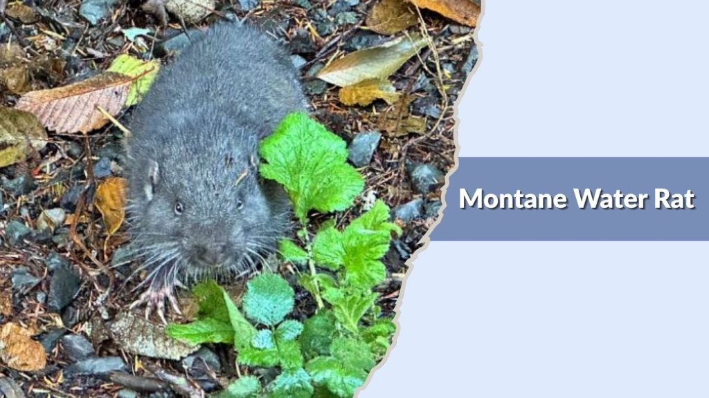 Montane Water Rat