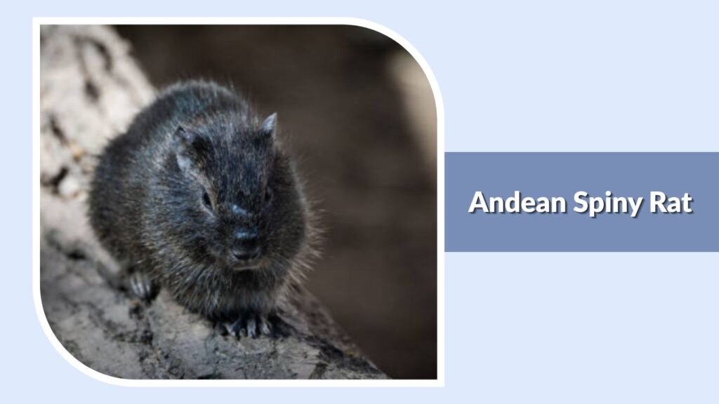 Andean Spiny Rat