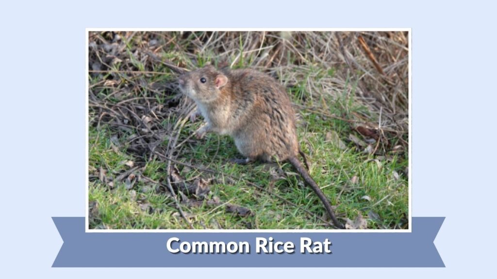 Common Rice Rat