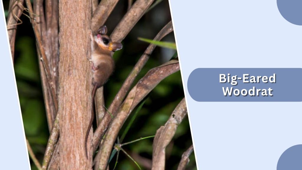 Big-Eared Woodrat