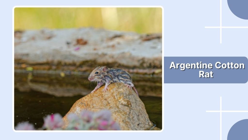 . Argentine Cotton Rat