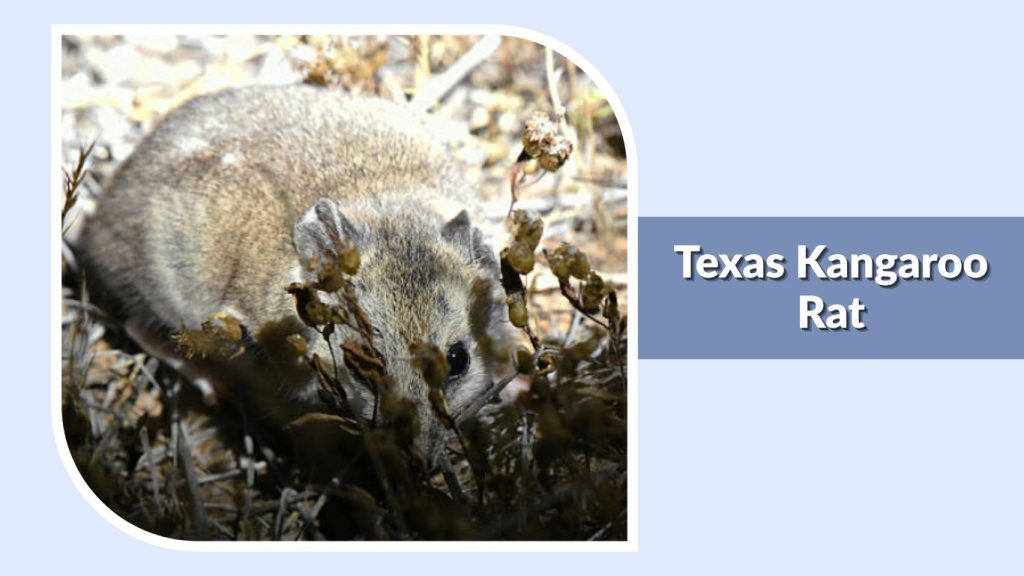 Texas Kangaroo Rat