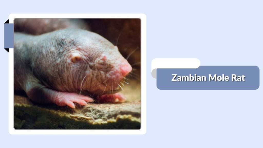 Zambian Mole Rat