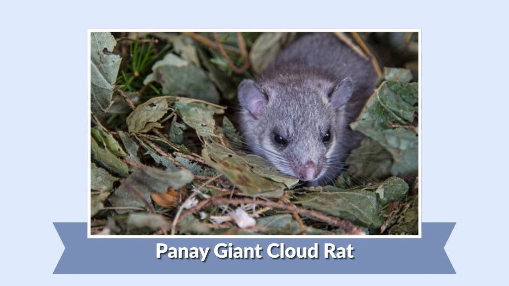 Panay Giant Cloud Rat
