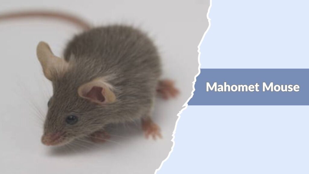 Mahomet Mouse