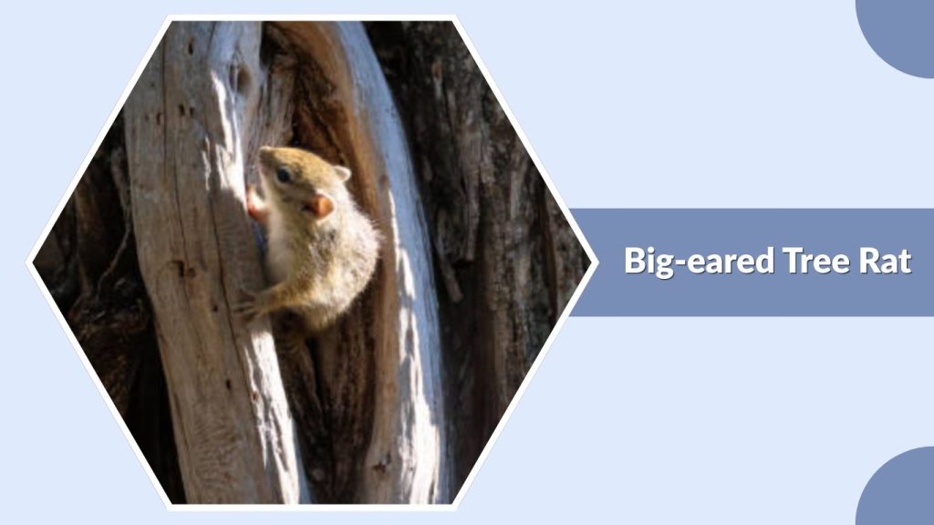Big-eared Tree Rat
