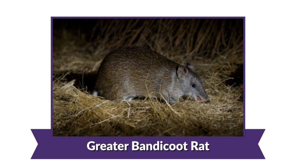 Greater Bandicoot Rat