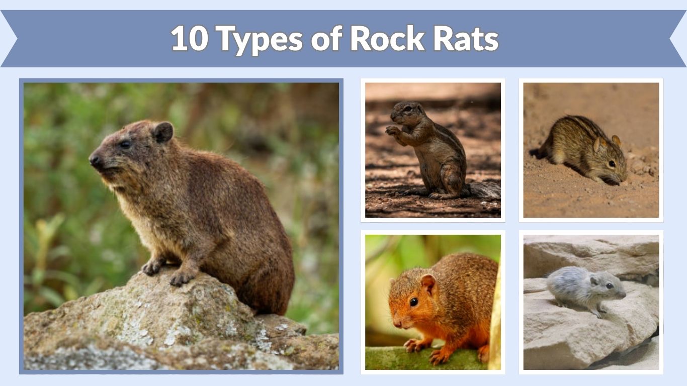 10 Types of Rock Rats: Identification, Habitat and Pictures