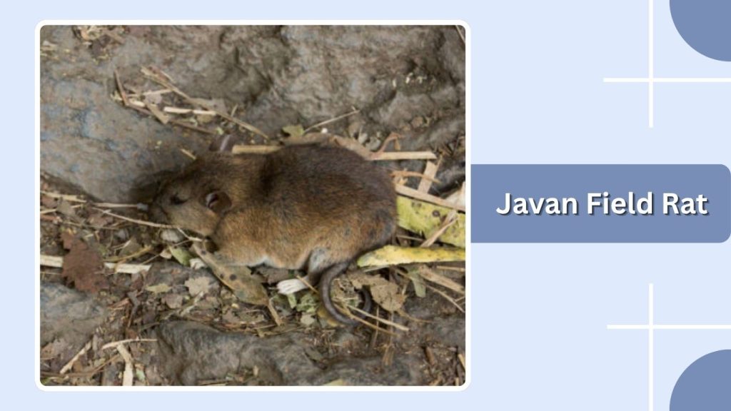 Javan Field Rat