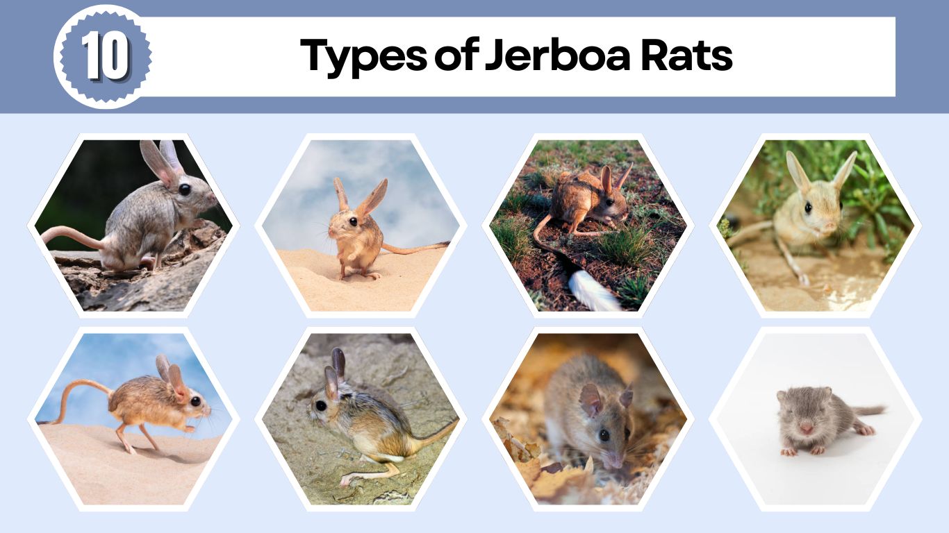 10 Types of Jerboa Rats: Identification, Habitat and Picture